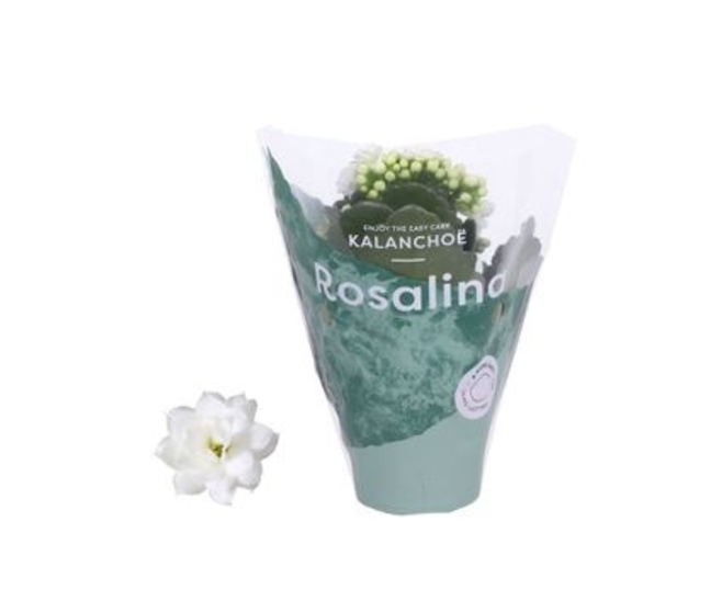 KALANCHOE FL DBLE BLANC