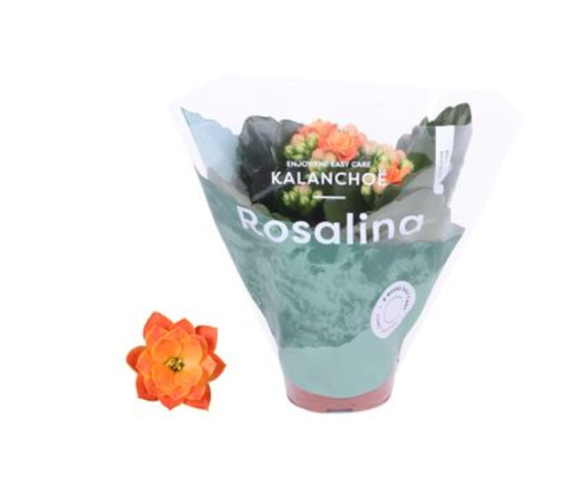 KALANCHOE FL DBLE ORANGE