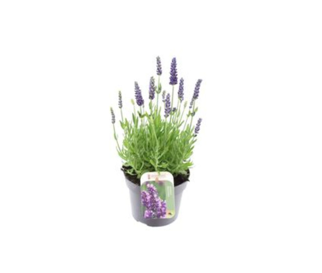 LAVANDE SPEAR BLEUE