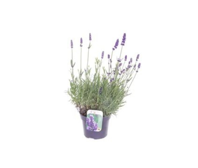 LAVANDE SPEAR BLEUE