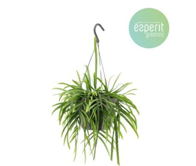 LEPISMIUM BOLIVIANUM