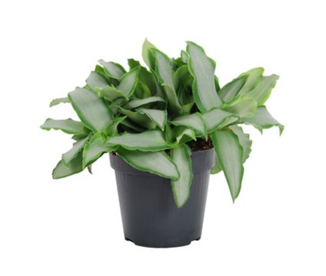 MURDANNIA LORIFORMIS BRIGHT STAR