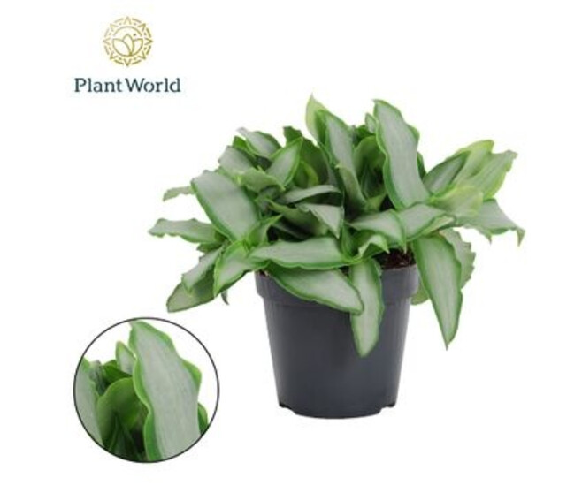 MURDANNIA LORIFORMIS BRIGHT STAR