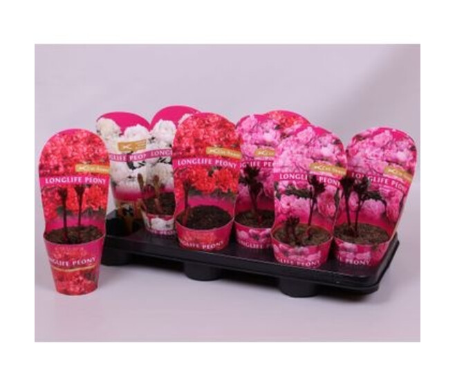 PAEONIA PIVOINE LONGLIFE