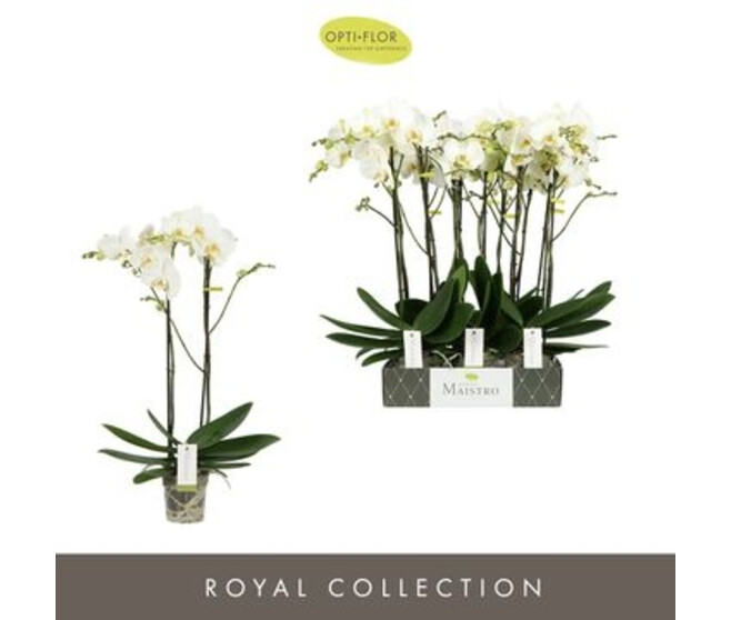 PHALAENOPSIS 2BR BLANC RAMIFIE