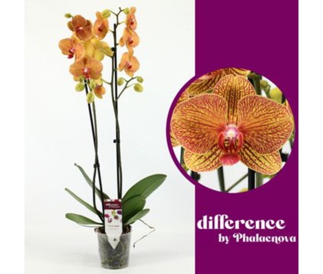 PHALAENOPSIS 2BR ORANGE