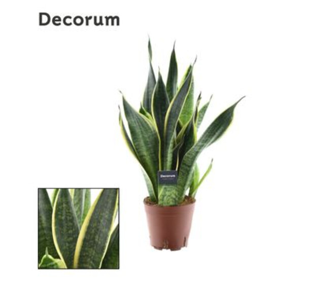 SANSEVIERIA SUPERBA