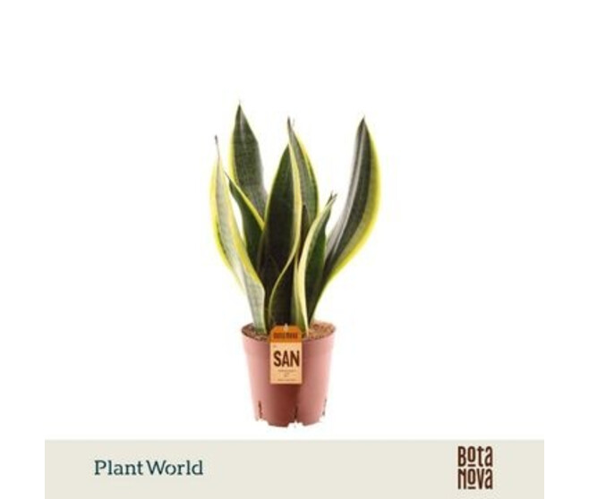 SANSEVIERIA SUPERBA