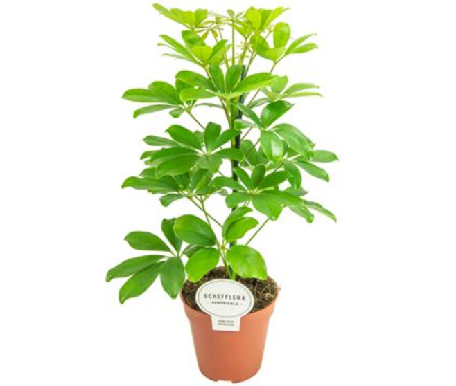 SCHEFFLERA NORA