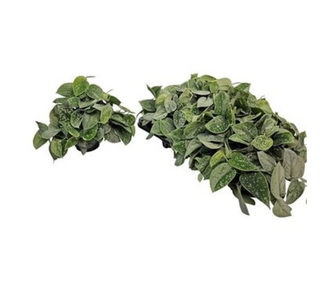 SCINDAPSUS PICTUS SILVERY ANN