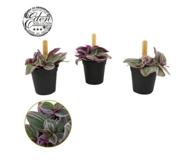 TRADESCANTIA SWEETNESS