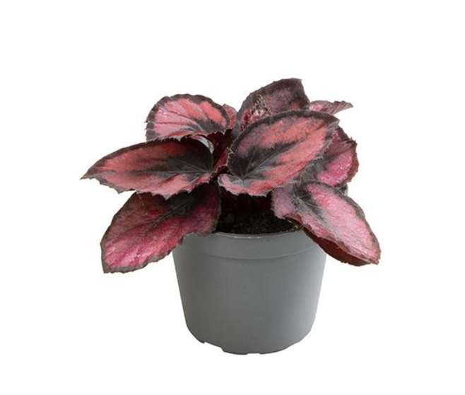 BEGONIA RED KISS
