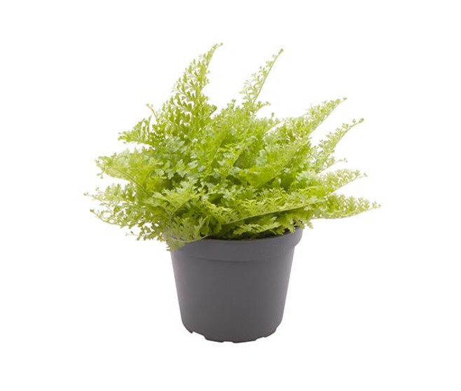 NEPHROLEPIS COTTON CANDY