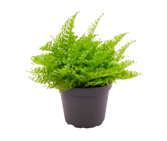 NEPHROLEPIS COTTON CANDY