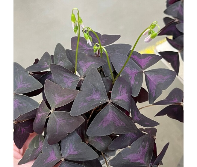 OXALIS TRIANGULARIS