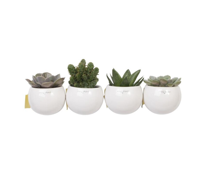 SUCCULENTE VARIEE CERAM