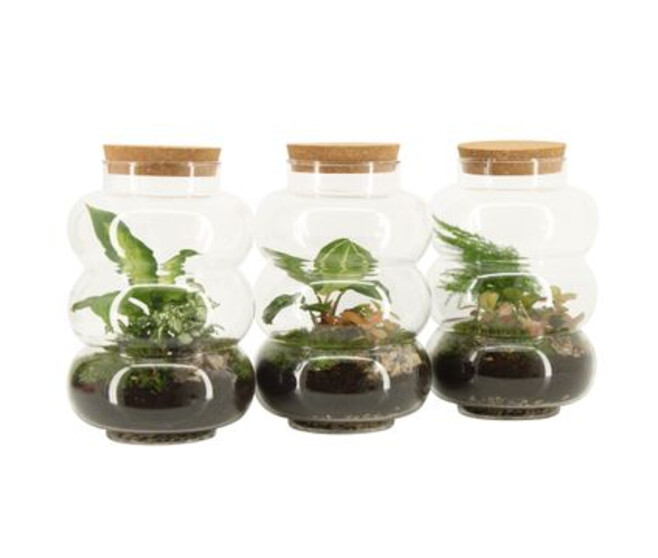 TERRARIUM 3 PLANTES