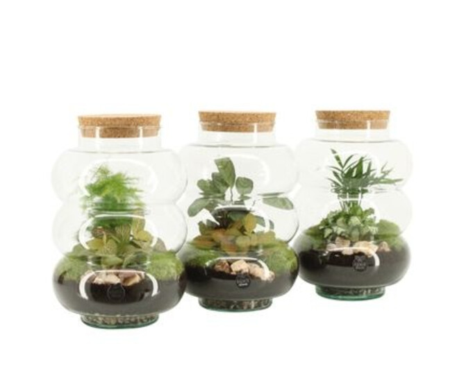 TERRARIUM 3 PLANTES