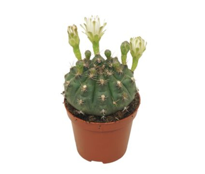 CACTUS GYMNOCALYCIUM