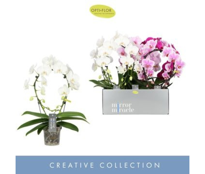 PHALAENOPSIS 2BR ARCEAU