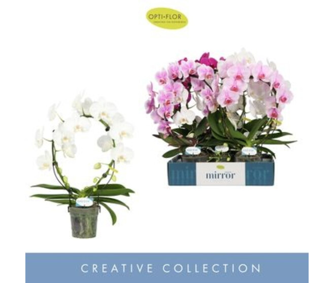 PHALAENOPSIS 2BR ARCEAU
