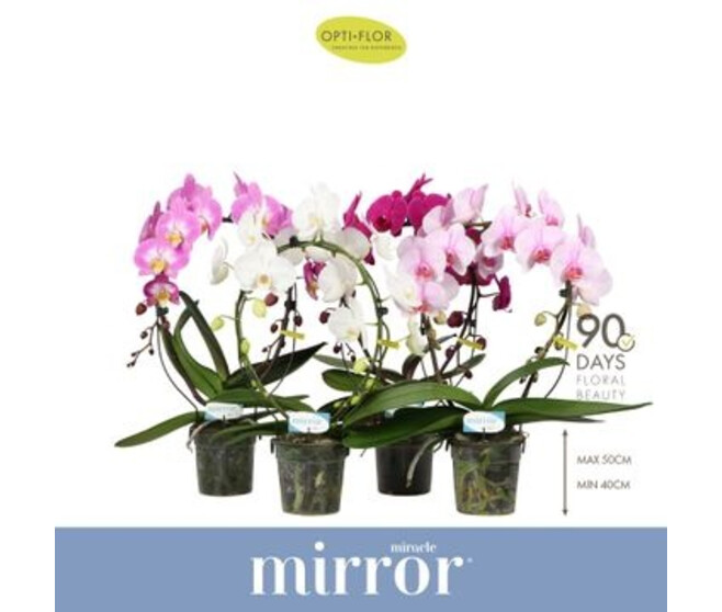 PHALAENOPSIS 2BR ARCEAU