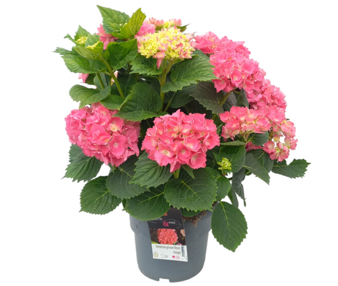 HORTENSIA MACROPHYLLA ROUGE