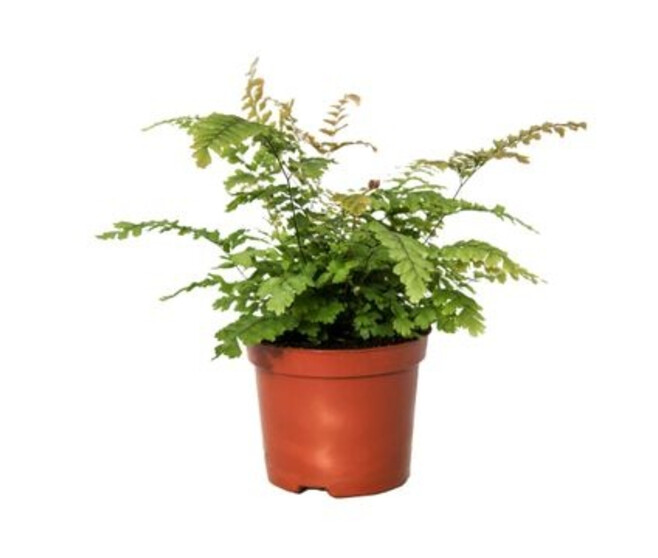 ADIANTUM HISPIDULUM