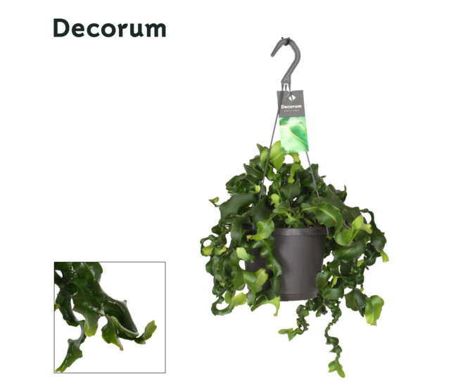 EPIPHYLLUM MONSTROSE