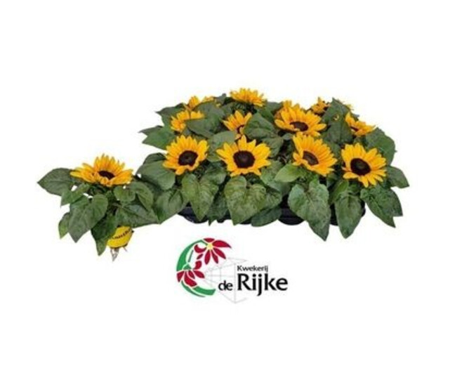 HELIANTHUS