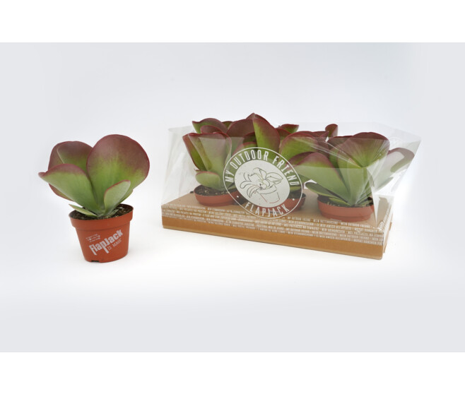 KALANCHOE THYRSIFLORA