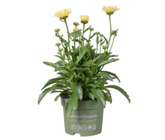 LEUCANTHEMUM BANANA CREAM