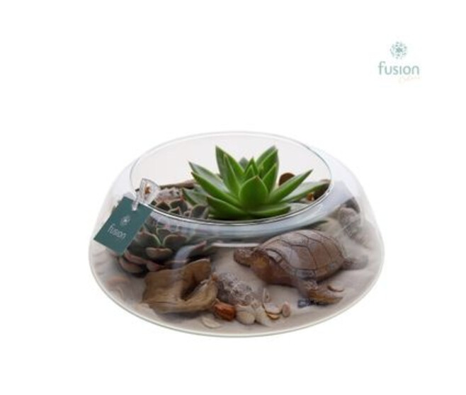 COMPO PLANTES VARIEES VERRE
