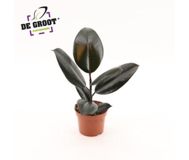 FICUS ABIDJAN