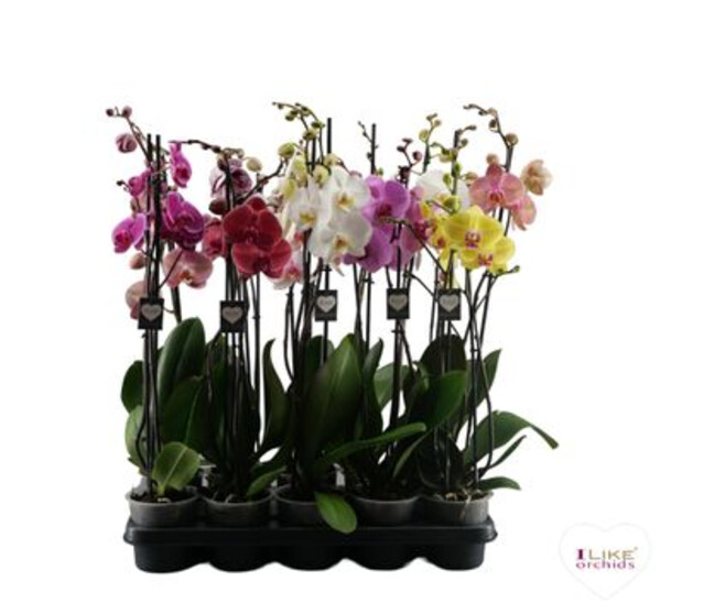 PHALAENOPSIS 2BR VARIES