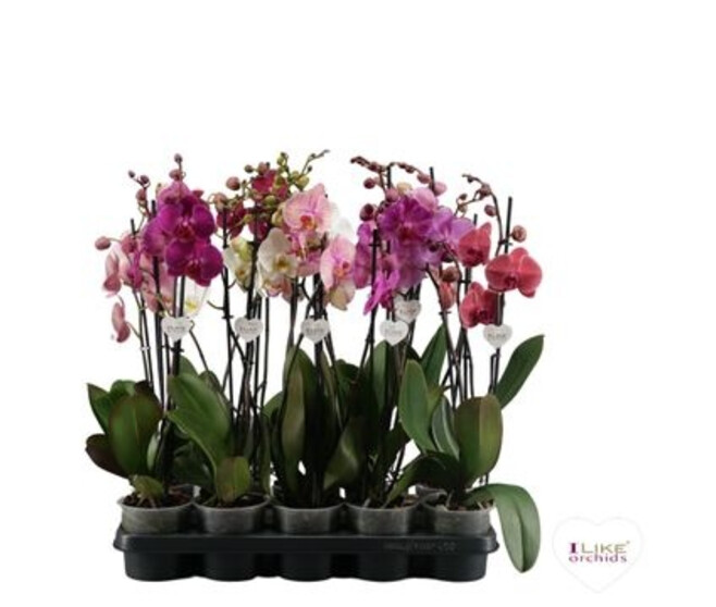 PHALAENOPSIS 2BR VARIES
