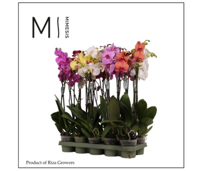 PHALAENOPSIS 2BR VARIES