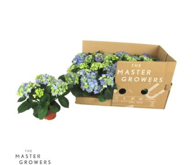 HORTENSIA 3FL EARLY BLEU