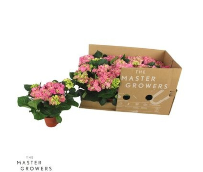 HORTENSIA 3FL EARLY ROSE