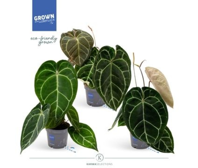 ANTHURIUM KARMA CRYSTAL