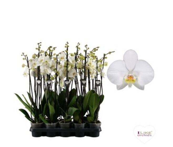 PHALAENOPSIS 3BR BLANC