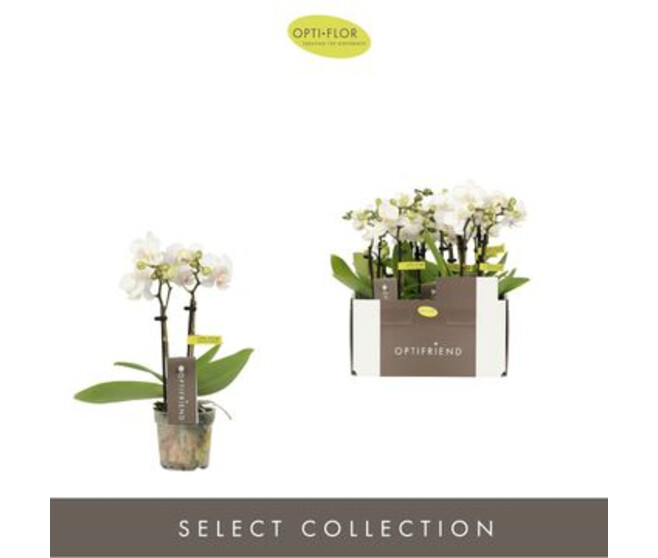PHALAENOPSIS 2BR BLANC