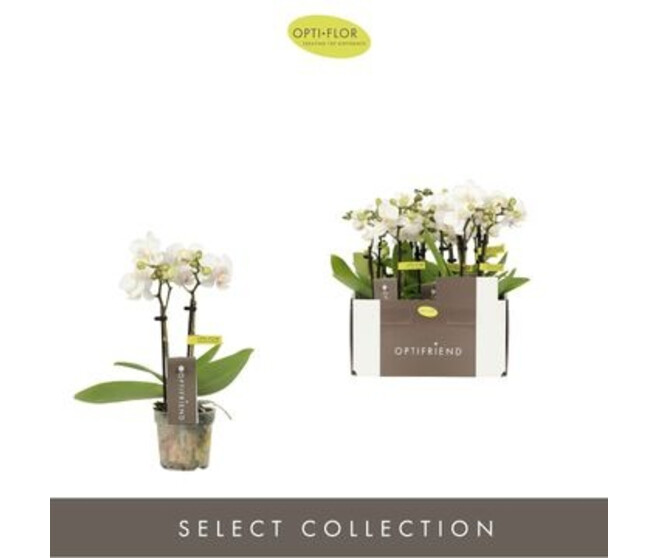 PHALAENOPSIS 2BR BLANC