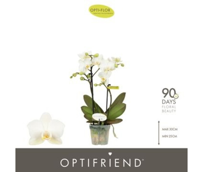 PHALAENOPSIS 2BR BLANC
