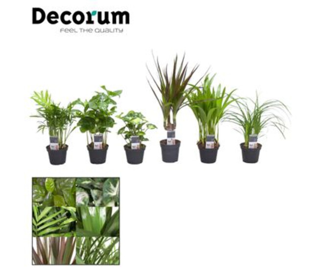 PLANTES VERTES VARIEES