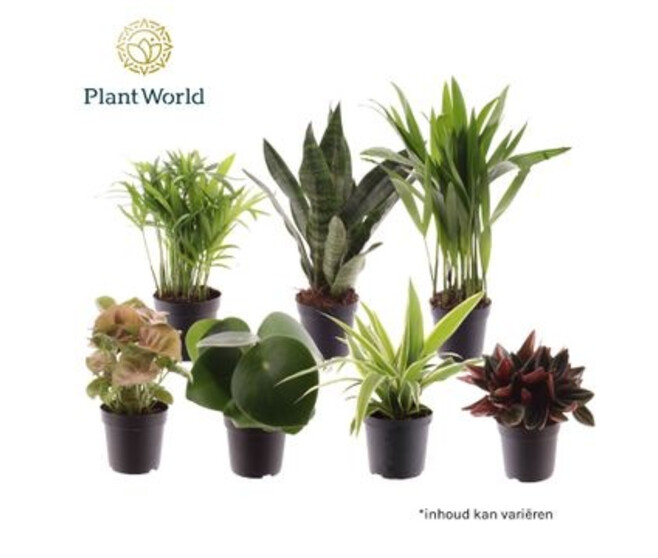 PLANTES VERTES VARIEES