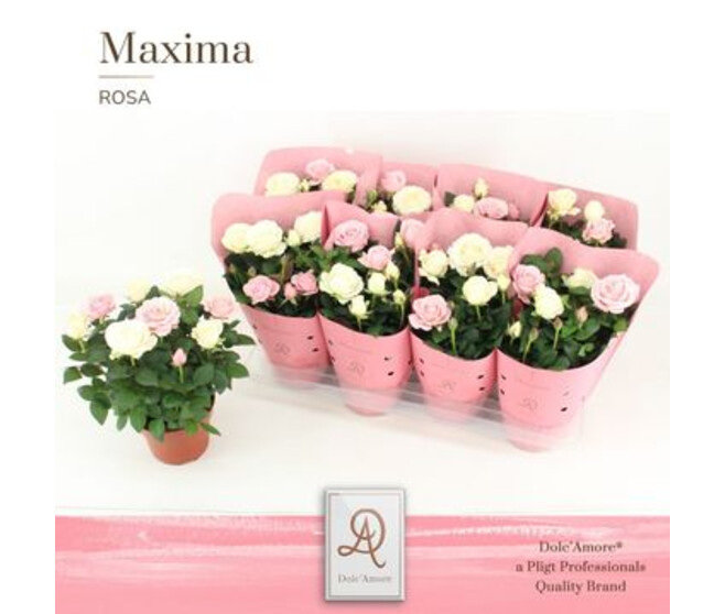 ROSIER INFINITY BICOLOR