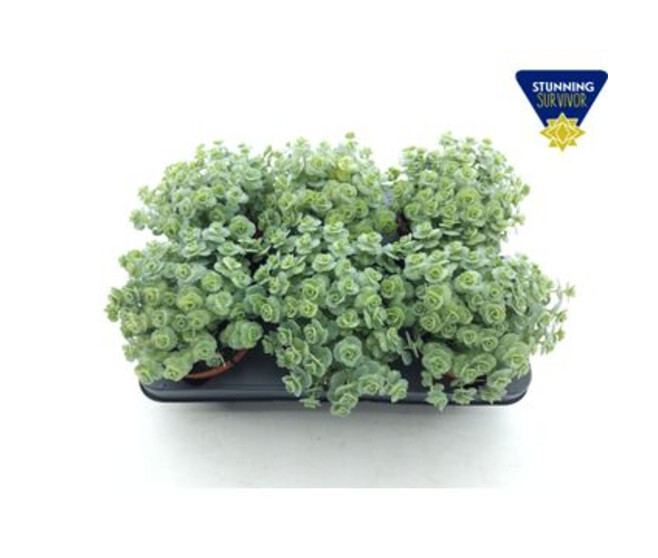 SEDUM SIEBOLDII MEDIOVARIEGATUM