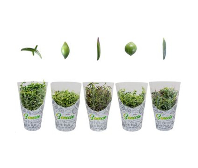 SENECIO VARIES