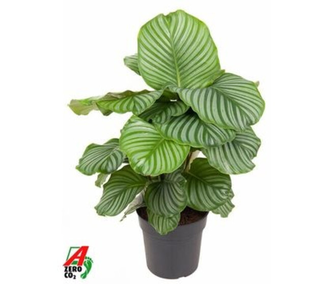 CALATHEA ORBIFOLIA